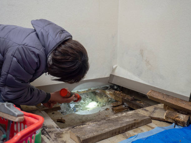  North East, MD Mold Removal Pros