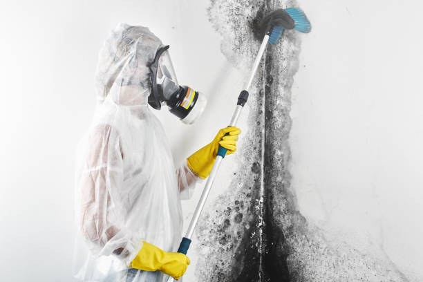 Best Mold-Related Health Consultation  in North East, MD