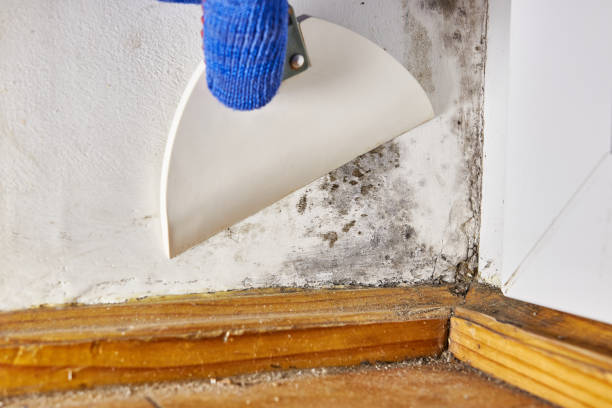 Best Mold Removal for HVAC Installations  in North East, MD