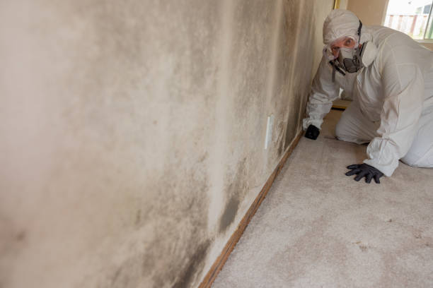 Best Attic Mold Removal  in North East, MD
